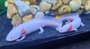 Why Is My Axolotl Hiding? (7 Common Reasons) - Voyo Pets