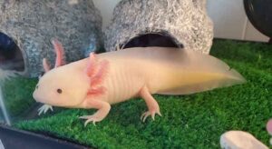 Why Is My Axolotl Standing Up? (7 Common Reasons) - Voyo Pets
