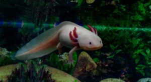 Why Is My Axolotl Shedding? (9 Common Problems) - Voyo Pets - Axolotl Skin Shedding Frequency