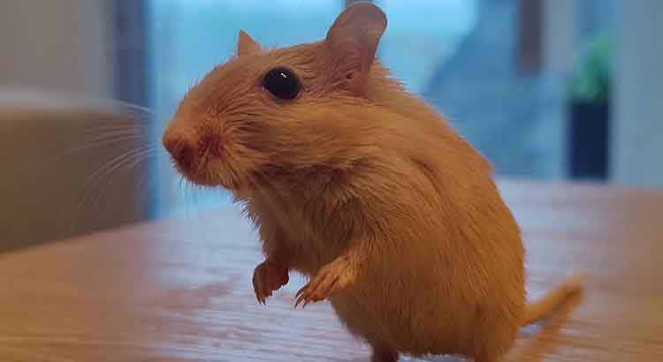 Do Gerbils Have Good Eyesight? (+How They See) – Voyo Pets