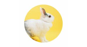 Bonding Free Roam Rabbit With New Bunny: A Quick Guide! - Voyo Pets