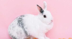 Why Do Rabbits Eat Their Own Poop? (7 Common Reasons) - Voyo Pets